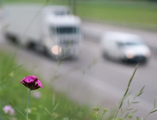 veículos-trafegando-na-autovia- com-uma-flor-em-primeiro-plano